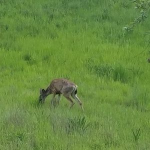 Meet your Posher, Esmeralda